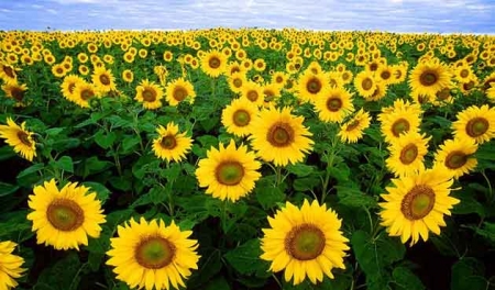 beneficios-y-limitaciones-del-aceite-de-girasol3.jpg