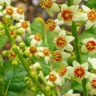 boswellia.jpg boswellia.jpg
