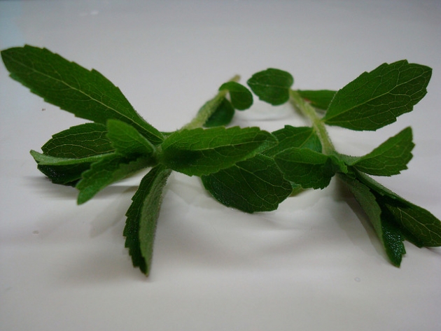 caá-je-é (stevia), el regalo de Onagait.jpg