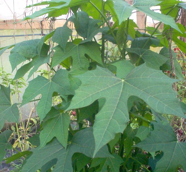 Planta medicinal chaya - Buena Salud Planta medicinal chaya - Buena Salud