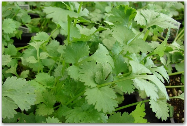 cinco-especias-cuidar-salud-4.jpg cinco-especias-cuidar-salud-4.jpg