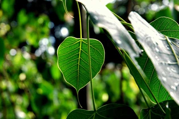 cirrosis2.jpg cirrosis2.jpg