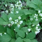 foto dentaria planta medicinal foto dentaria planta medicinal