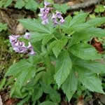 foto dentaria planta medicinal foto dentaria planta medicinal