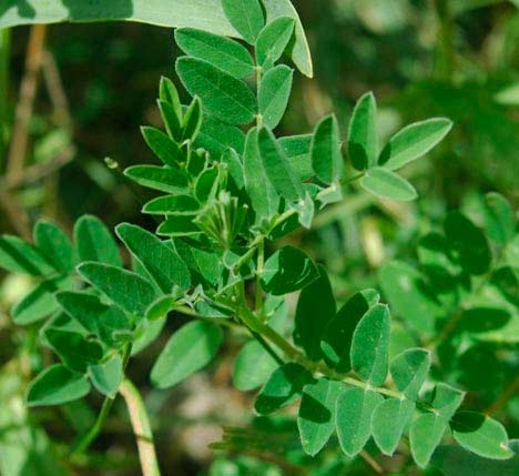 fortalecer_sistema_inmunologico astragalo.jpg fortalecer_sistema_inmunologico astragalo.jpg