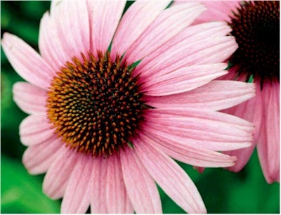 fortalecer_sistema_inmunologico equinacea.jpg fortalecer_sistema_inmunologico equinacea.jpg