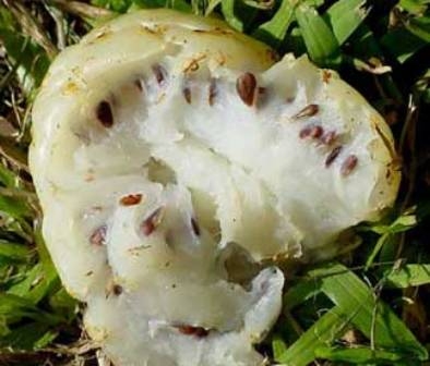jugo de noni 3.jpg jugo de noni 3.jpg