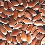 lino plantas medicinales