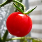 lista-de-alimentos-diureticos-tomate.jpg