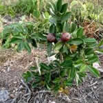 planta medicinal mate