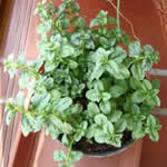 menta poleo plantas curativas