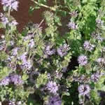 menta poleo plantas curativas