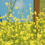 mostaza blanca plantas medicinales