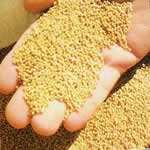 mostaza blanca plantas medicinales