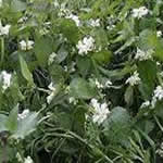 ortiga muerta, plantas medicinales ortiga muerta, plantas medicinales