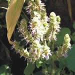 fotos pachuli plantas medicinales fotos pachuli plantas medicinales