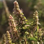 fotos pachuli plantas medicinales fotos pachuli plantas medicinales