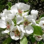 peral plantas medicinales