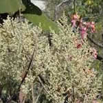 fotos pie de paloma fotos pie de paloma