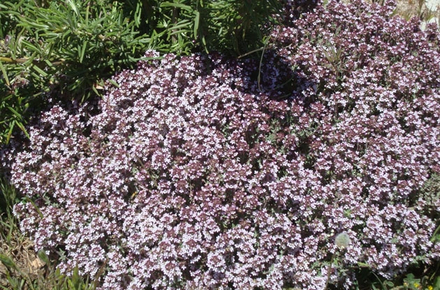 propiedades tomillo2.jpg propiedades tomillo2.jpg