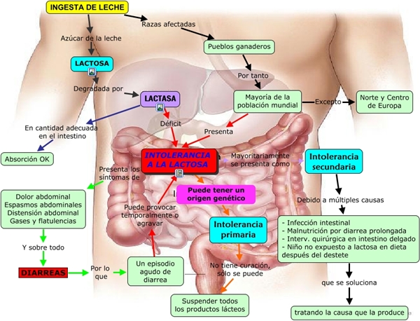 pruebas de intolerancia a la lactosa explicacion de la intolerancia