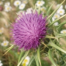 remedios caseros para desintoxicar el higado2.jpg