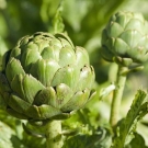 remedios caseros para desintoxicar el higado3.jpg