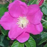 planta medicinal rosa mosqueta