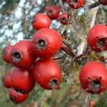 planta medicinal rosa mosqueta planta medicinal rosa mosqueta