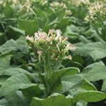 fotos tabaco - plantas medicinales fotos tabaco - plantas medicinales