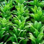 fotos tabaco - plantas medicinales