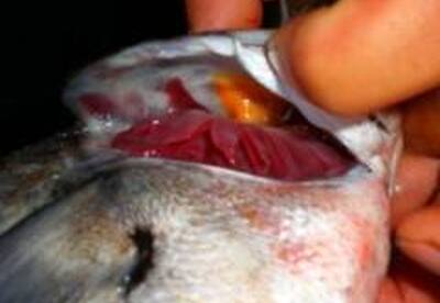 Como reconocer si el pescado es fresco Como reconocer si el pescado es fresco