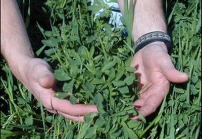 Propiedades de la alfalfa Propiedades de la alfalfa