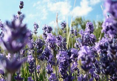 ¿Cuáles son las propiedades del aceite de lavanda? ¿Cuáles son las propiedades del aceite de lavanda?