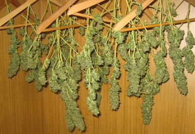 Secado de plantas medicinales Secado de plantas medicinales