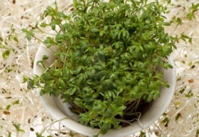 Depurar el organismo con alfalfa Depurar el organismo con alfalfa