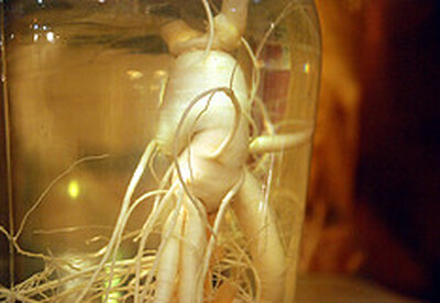 Ginseng para tratar diabetes Ginseng para tratar diabetes