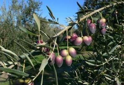 Beneficios del olivo Beneficios del olivo
