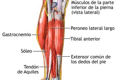 Soleo. Un musculo de la pierna Soleo. Un musculo de la pierna
