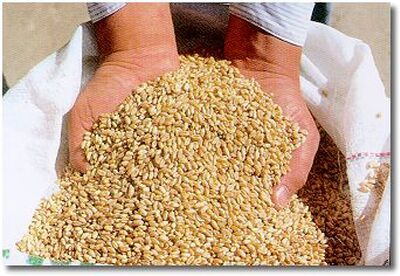 Semillas de lino para reducir el colesterol Semillas de lino para reducir el colesterol