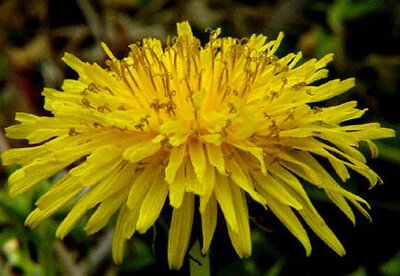 Combate los gases con diente de león Combate los gases con diente de león