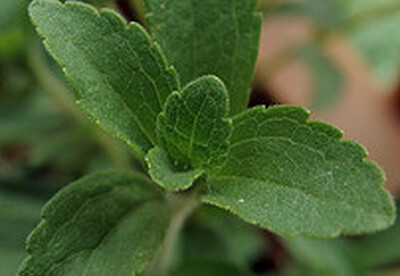 Planta de estevia: propiedades para diabéticos Planta de estevia: propiedades para diabéticos
