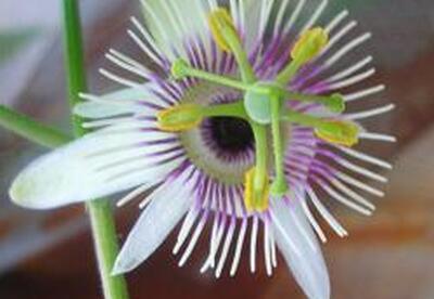 Pasiflora Pasiflora