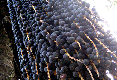 Propiedades del Acai berry Propiedades del Acai berry
