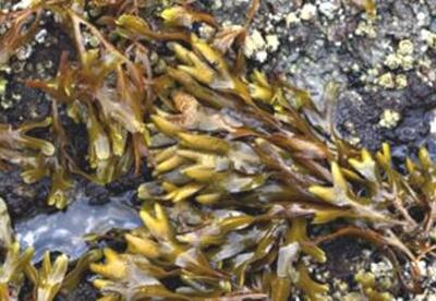Plantas medicinales: Alga fucus Plantas medicinales: Alga fucus
