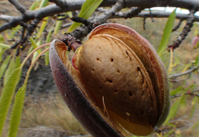 Almendro: calmante y cicatrizante Almendro: calmante y cicatrizante
