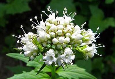 Raíz de valeriana para dejar de fumar y otras hierbas Raíz de valeriana para dejar de fumar y otras hierbas