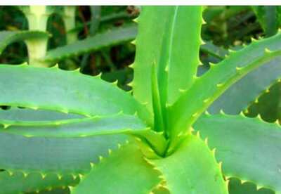 El Aloe vera y sus múltiples usos El Aloe vera y sus múltiples usos