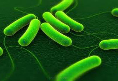Escherichia coli, una bacteria peligrosa Escherichia coli, una bacteria peligrosa