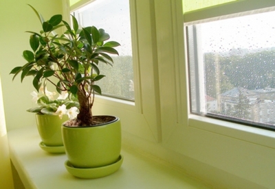 4 plantas que purifican el aire naturalmente 4 plantas que purifican el aire naturalmente